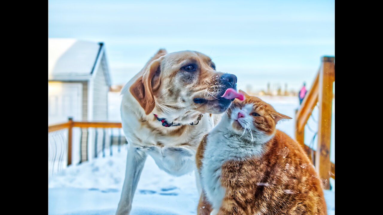 Cutest Dogs and Cats This Decade