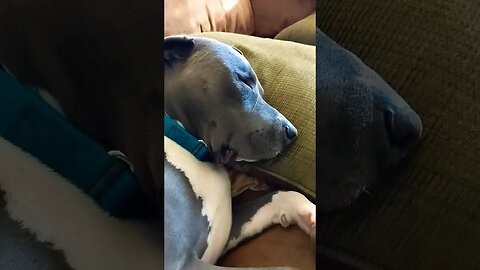 what's he dreaming of? #einsteinsbackyard #pitbulls #shorts #shortvideo #snoringdog #pitties #dog