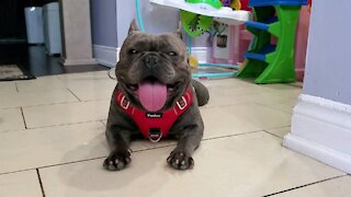 French bulldog laying down superman style