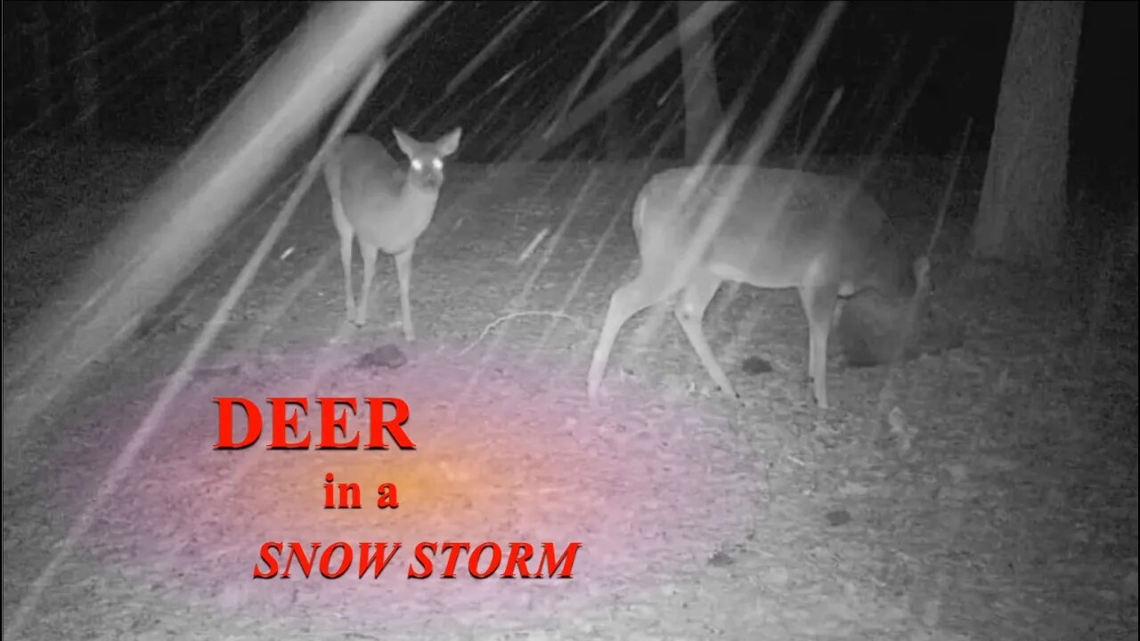 Some deer in a snow fall