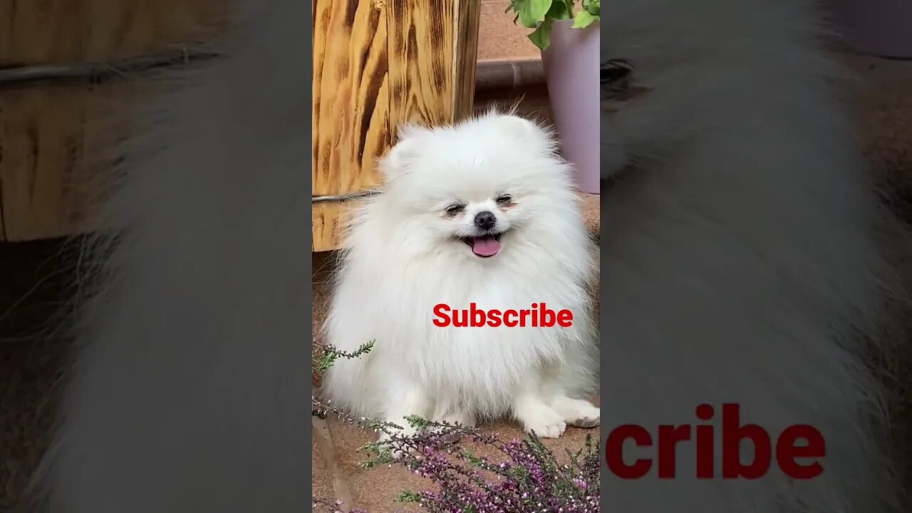 Cutes bebo puppy🙀🙀 #shorts #youtubeshorts #viral #shortvideo #short