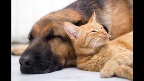 How to teach your dog and cat to get along without any problems