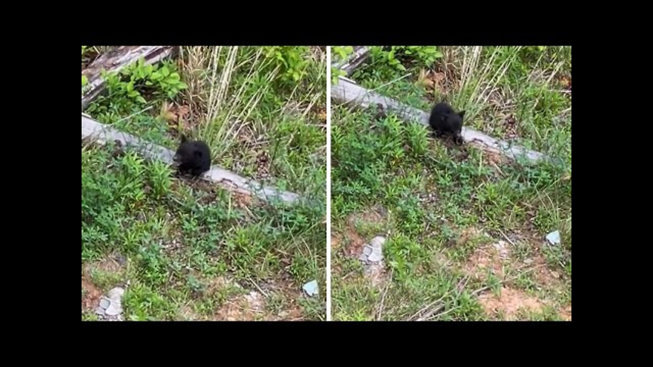 Lost bear cub keeps crying for his mama