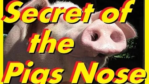 Ancient Secret of The Pigs Nose, EPIGNOSE, Knowledge of the Gods.