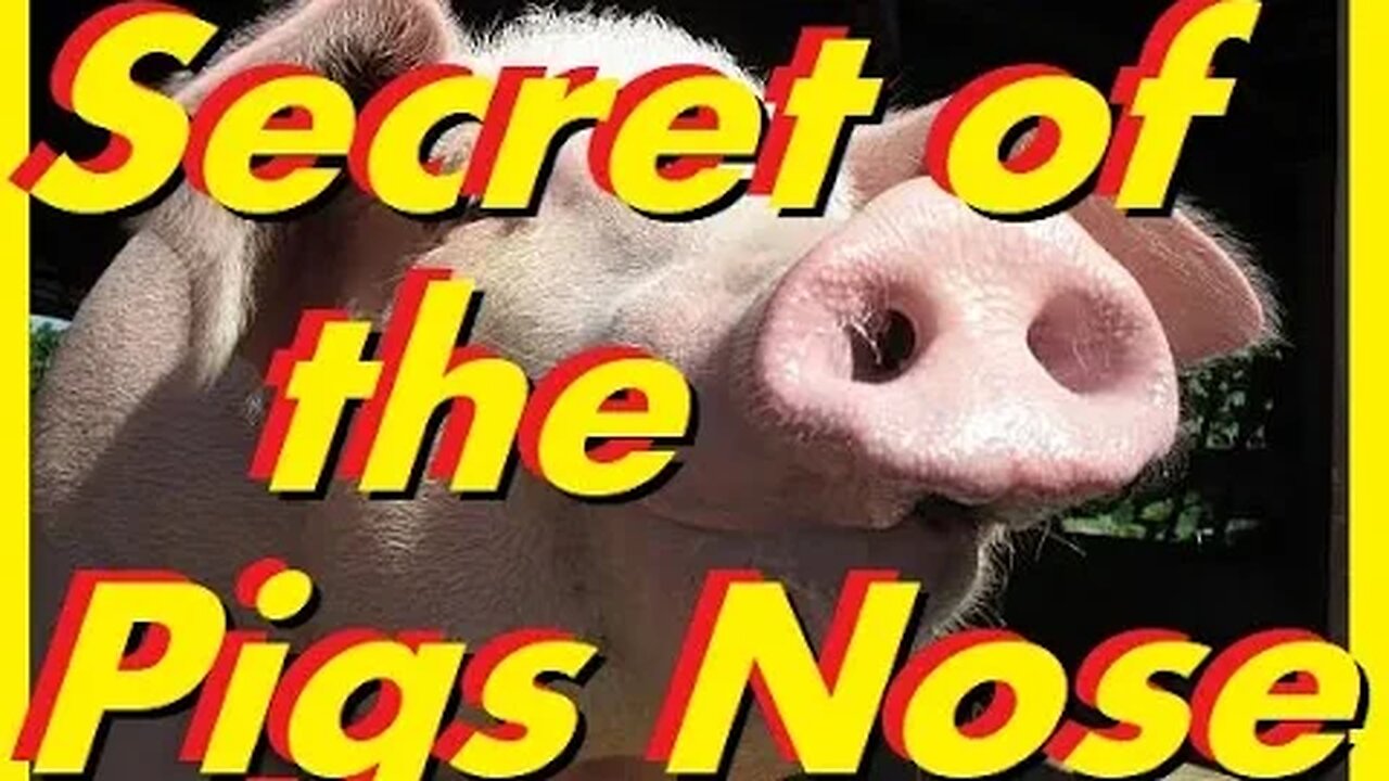 Ancient Secret of The Pigs Nose, EPIGNOSE, Knowledge of the Gods.