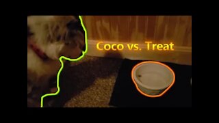 Coco vs. Treat (Food in water bowl)