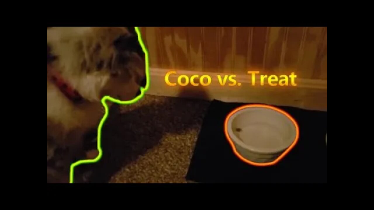 Coco vs. Treat (Food in water bowl)