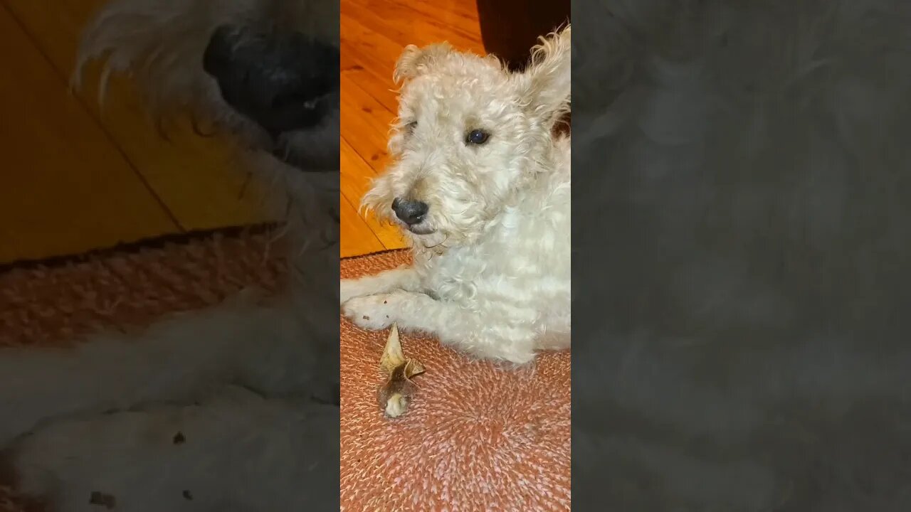 Foxik Julia and bone