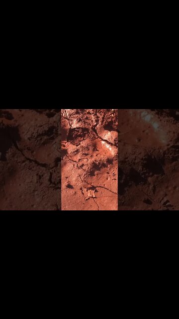 Baby deer surprise in garden! Do enclosures work?