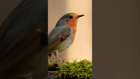 Cute Little Robin Bird In Forest