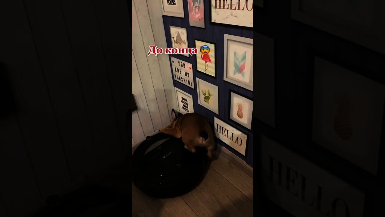 #shorts Смешные Собаки Из Тик Тока 171 Funny Dogs From Tiktok