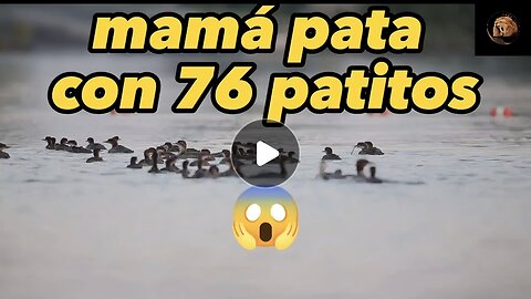 Esta mamá pata tiene a sus 76 patitos en fila