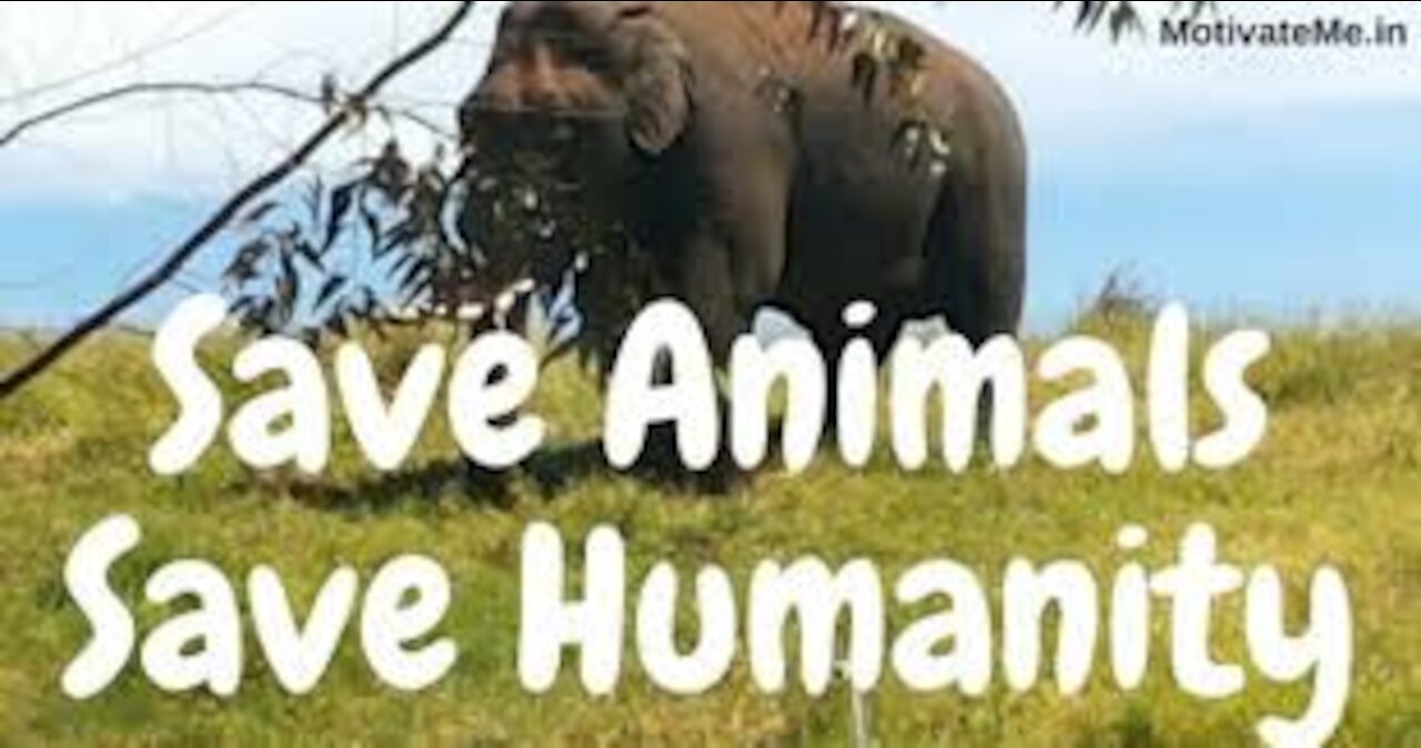 People save animals in trouble!