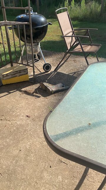 Praying mantis attack￼