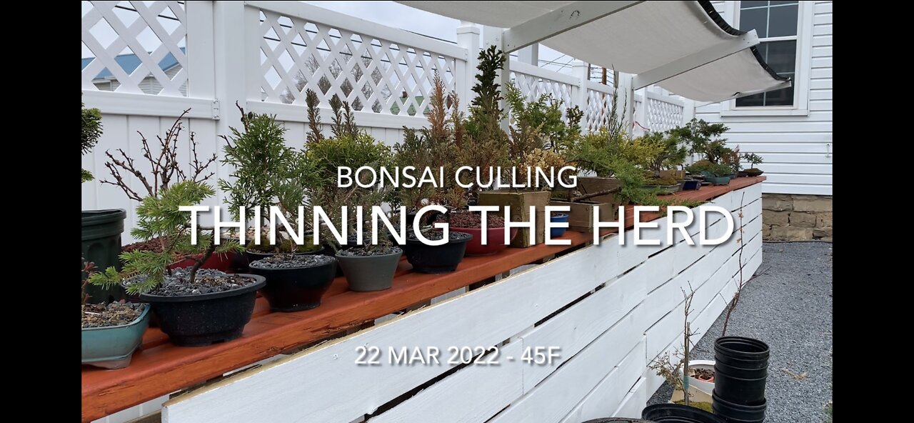 Bonsai Culling - Thinning the Herd