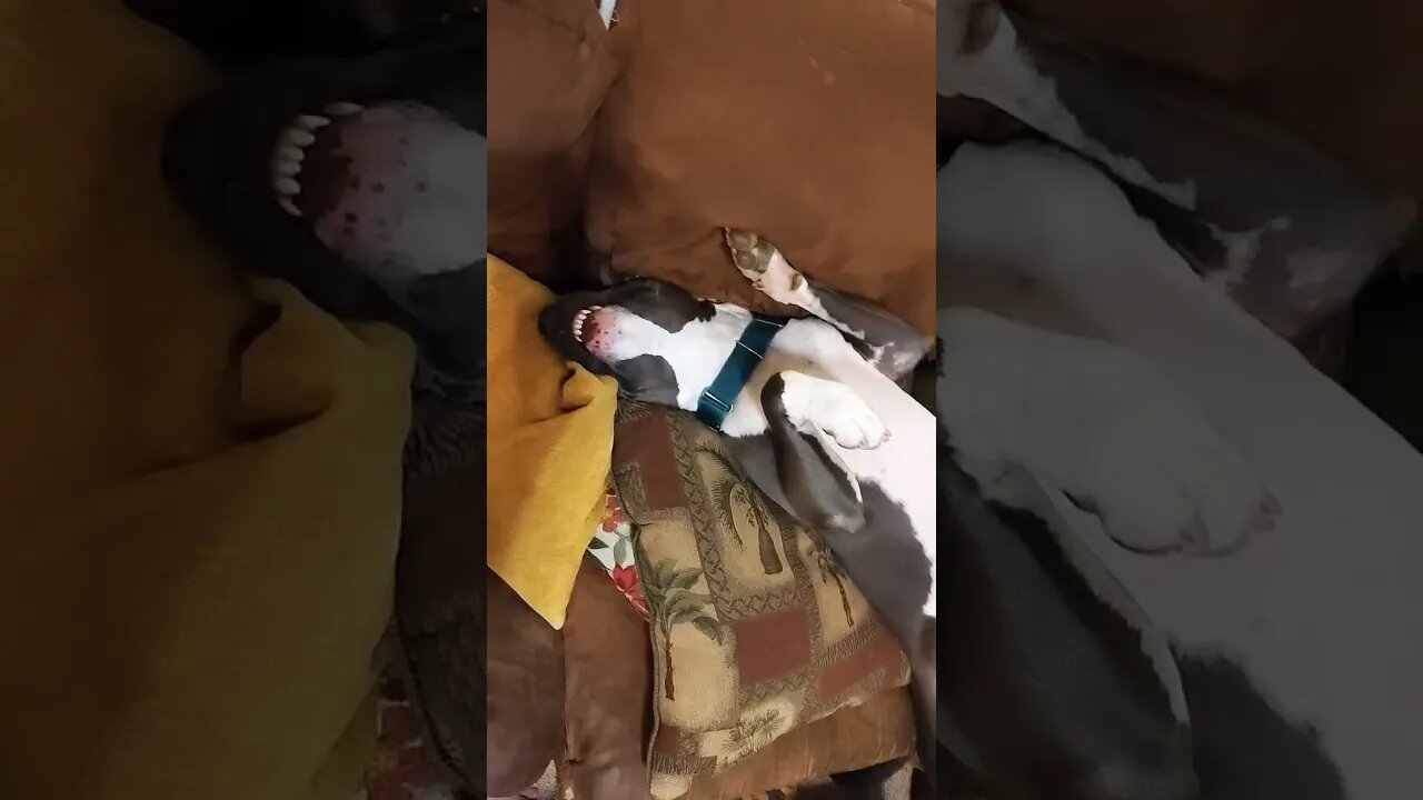 when your pitbull just needs attention. #einsteinsbackyard #shortvideo #pitbulls #pitties #shorts