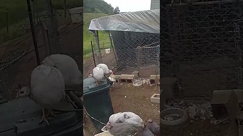 Farm cam. The Guinea fowl keets and chickens play it safe and stay in dog yard