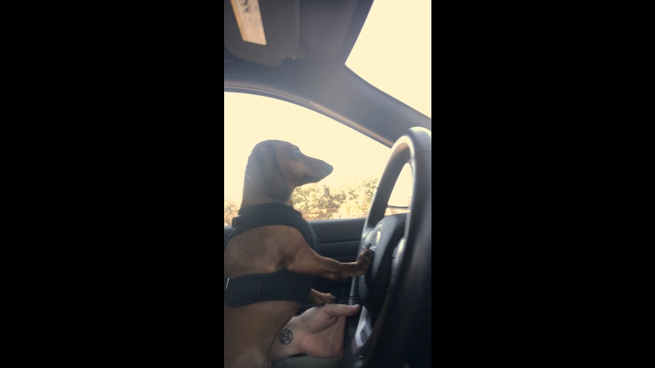 Driving with Doxie