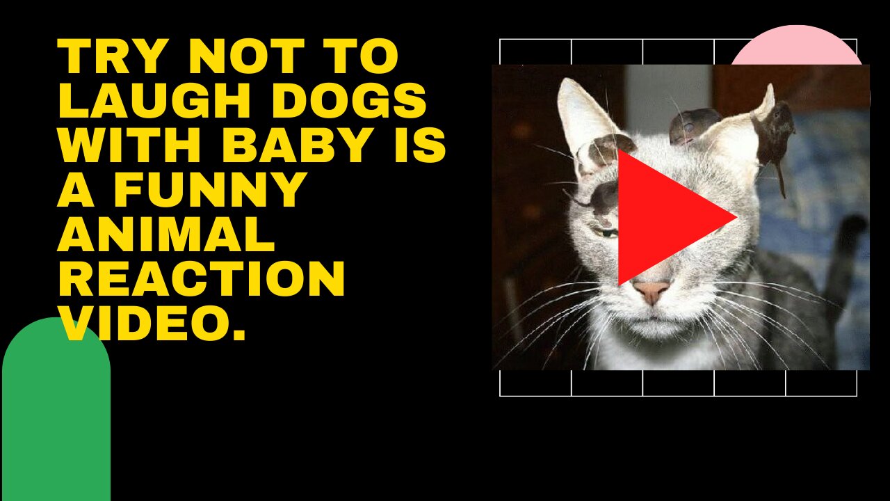 #dogs #cats #funnypets When watching animals in 2021, try not to chuckle or smile.