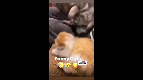 Funny cats