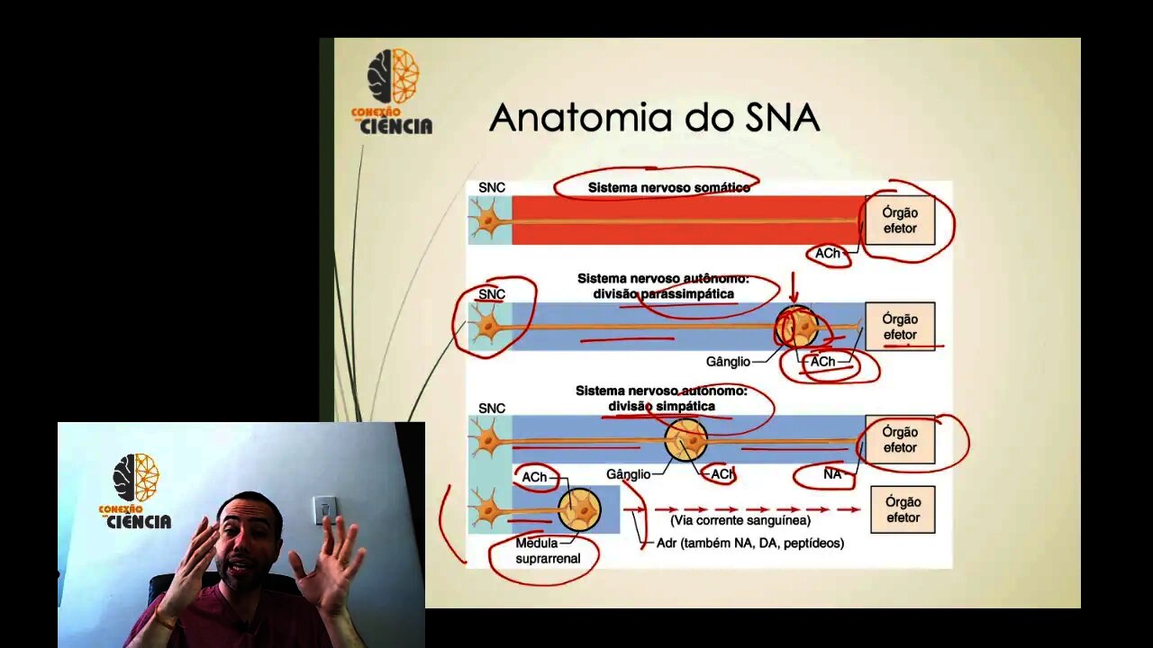 Farmacologia dos Agonistas Colinérgicos - Parte 2