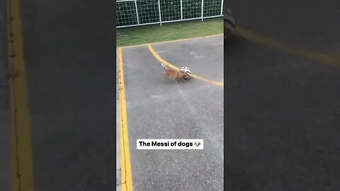 the messi of dog😂💥 #messi #shorts #youtubeshorts