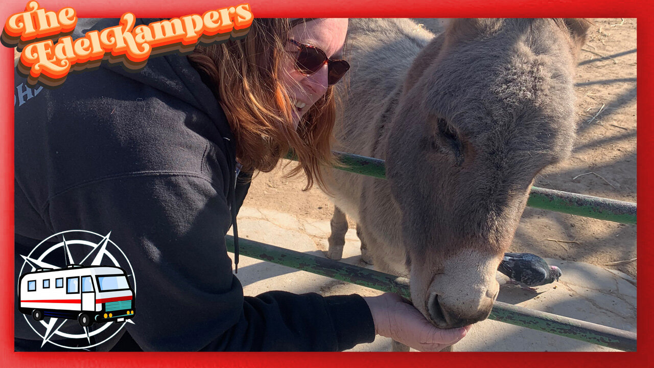 Licon Dairy Petting Zoo - See the Animals Up Close!