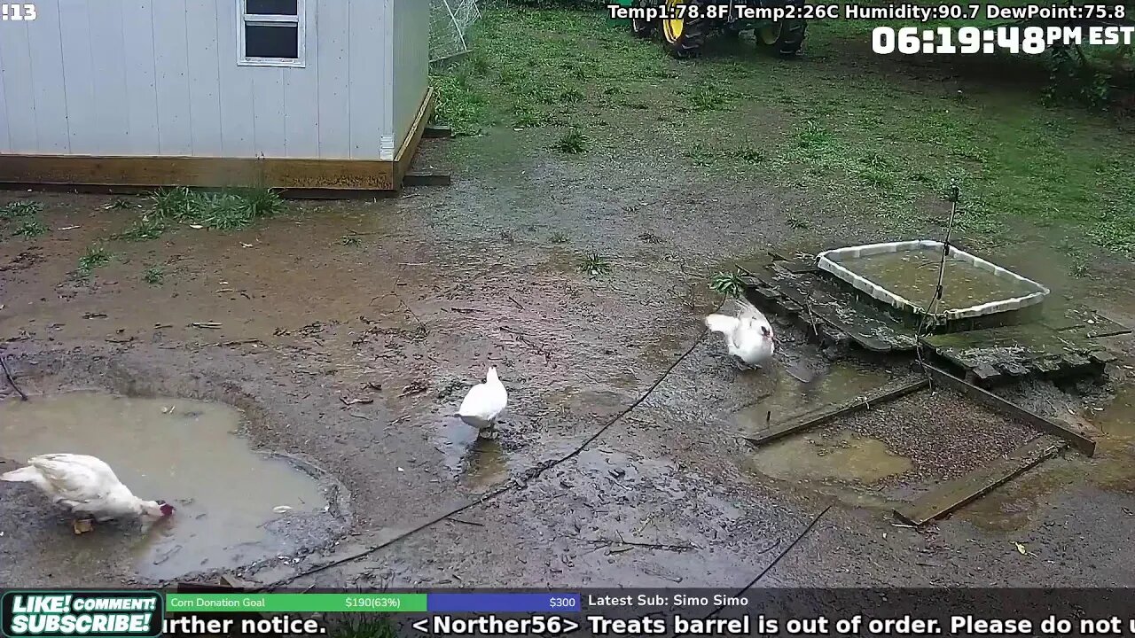 The Internet's Gander, Duck and Chicken Cam! Live 24/7!