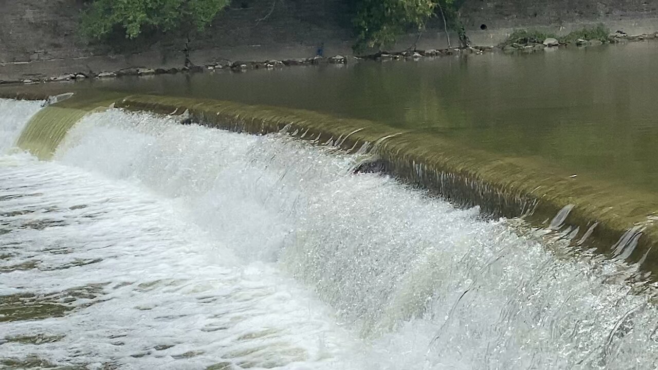 2021 Salmon run Humber River 19