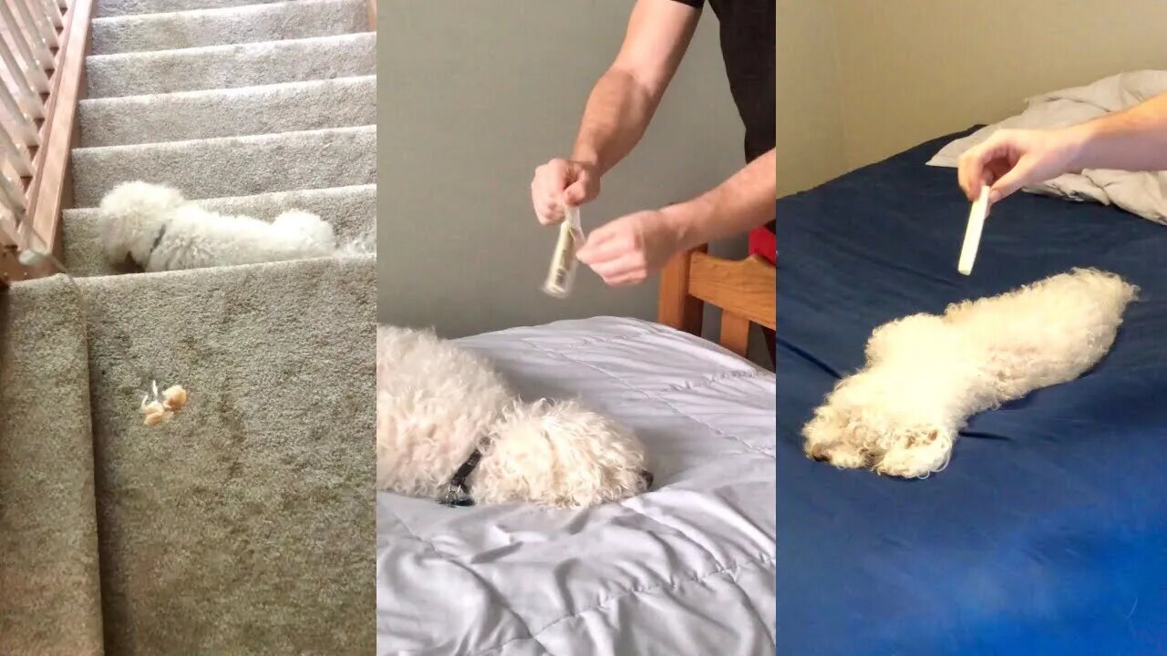 Waking up my Dog w/ Food!