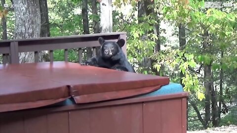 Un ours s'invite dans un jacuzzi pour faire trempette