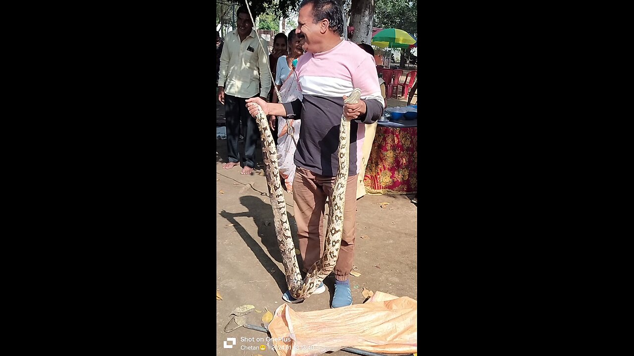 Dangerous Snake || Big Snake || India 🇮🇳 || Indian Snake .