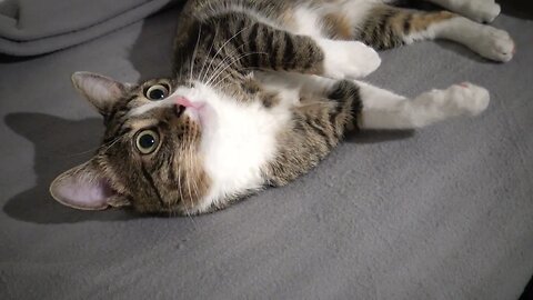 Purring Kitten with Large Eyes Stretches