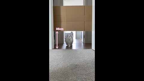 funny cats videos