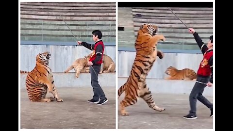 Who said that tigers can't stand up and walk 🐅