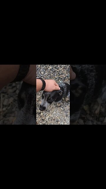 We Got an Australian Cattle Dog/ Blue Heeler! #shorts