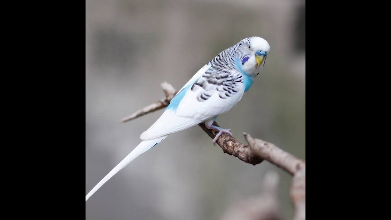 Budges parrots chicks