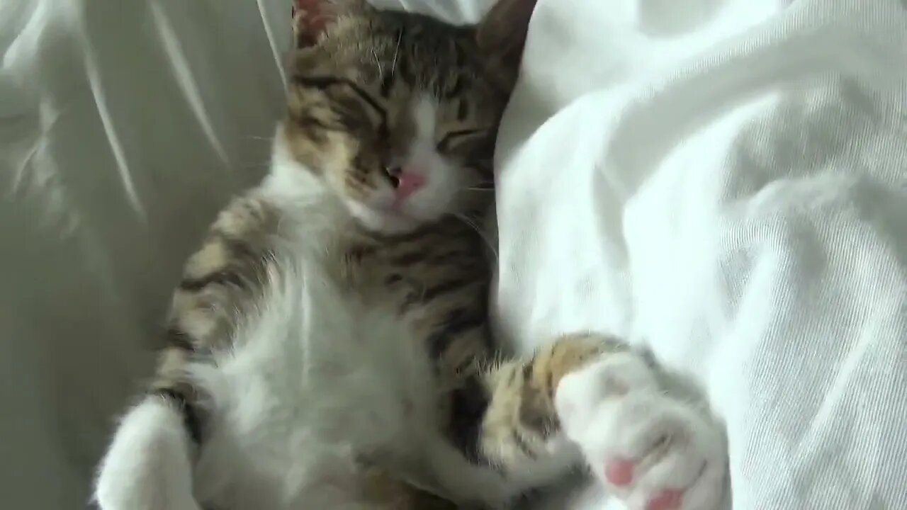 Stop Tickling My Whiskers Mom