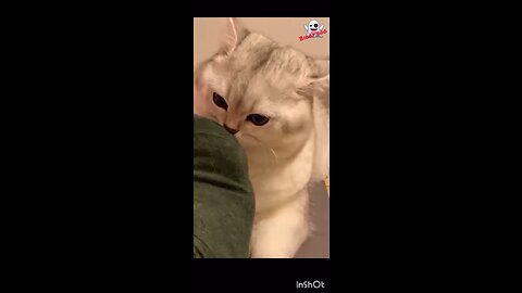 Funny videos | biggy boo |