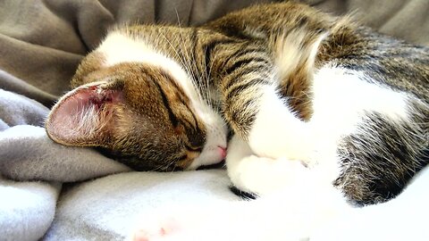 Cat Sleeps in the Warm Sun