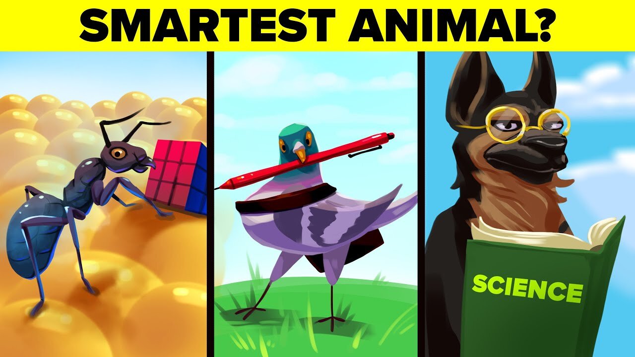 World's Smartest Animals RANKED