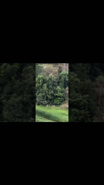 Little Deer Growing Antlers