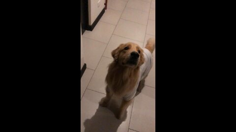 Huge Golden Retriever with shirt jumping for a treat