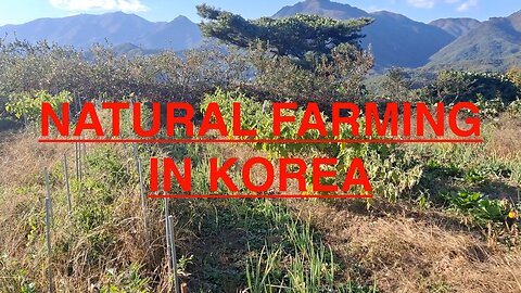 LAST HOPE OF KOREA Leading Natural Farmer Jujin Kim @Hayreamwon #NaturalFarming #DoNothingFarming
