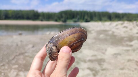 Shells on the riverside, Hungary