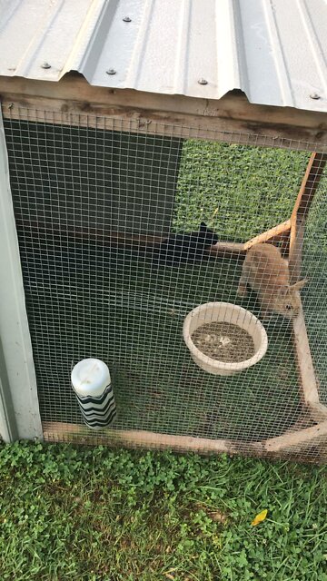 Bunnies Squealing When Picked Up