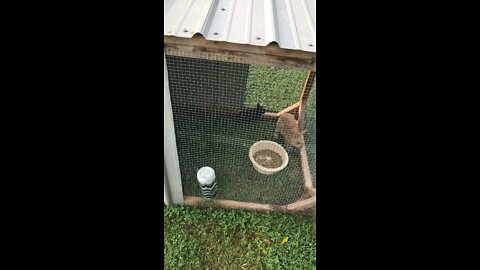 Bunnies Squealing When Picked Up