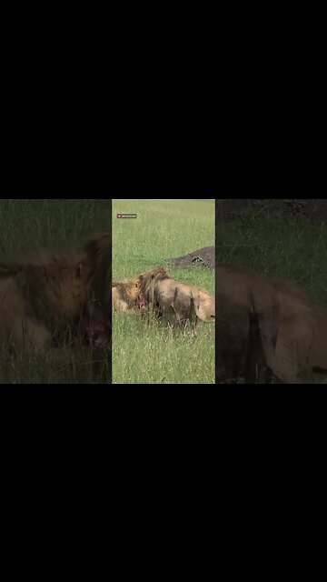 Lions Share A Buffalo #shorts