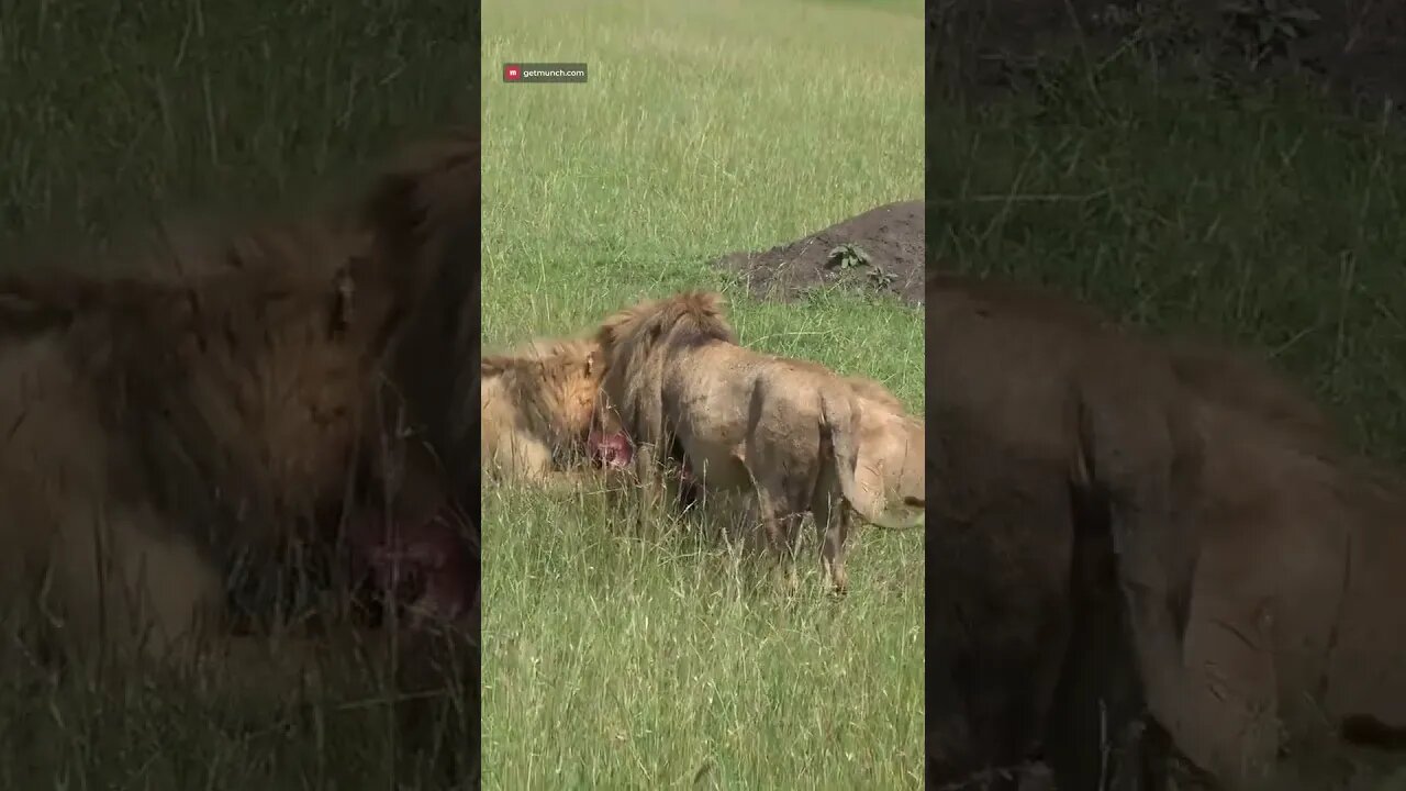 Lions Share A Buffalo #shorts