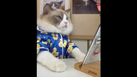 Funny Cat Nwe Style video,cat,video cat